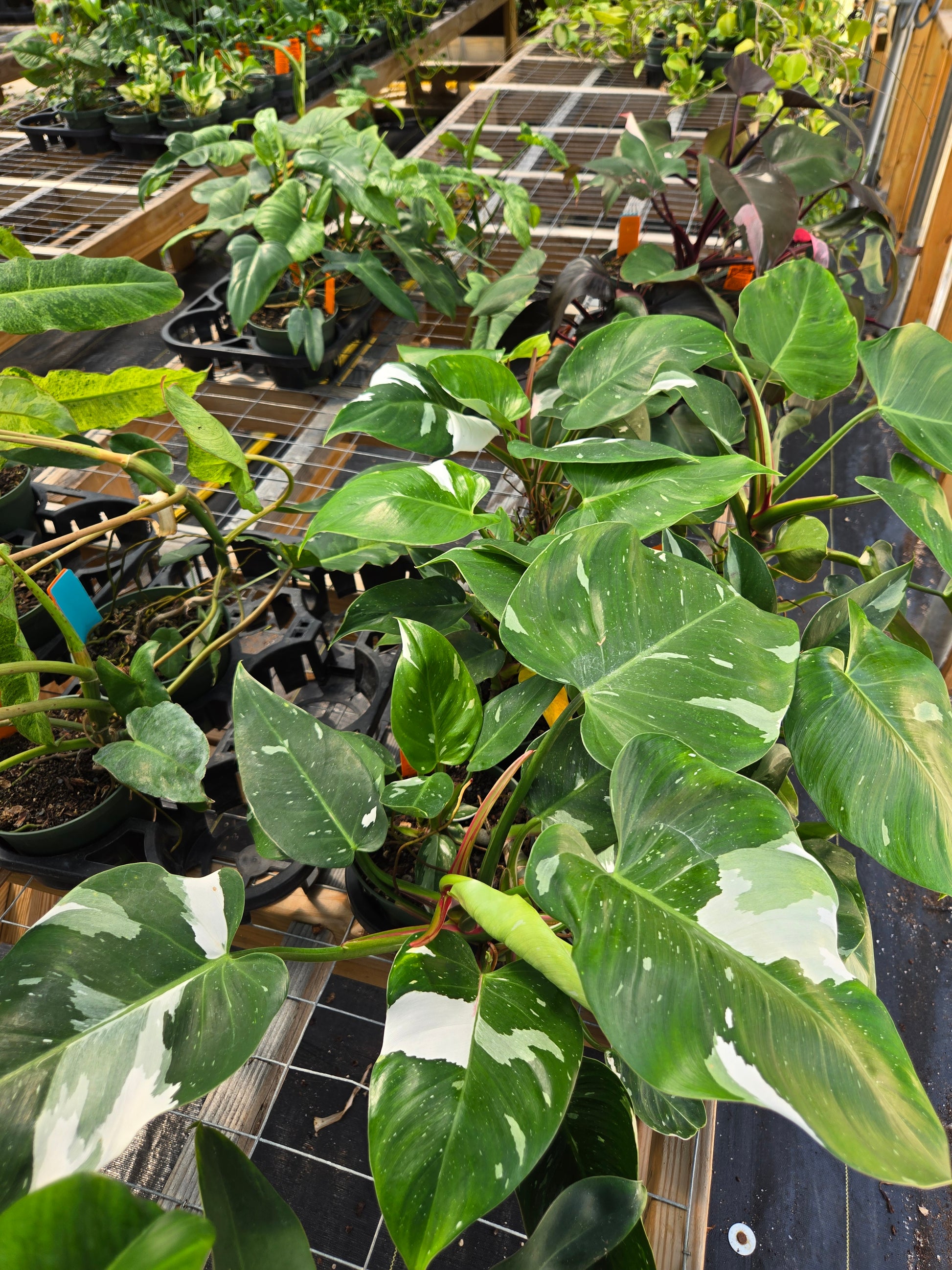 philodendron white princess nz Philodendron 'White Princess'