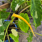 Colocasia esculenta 'Elepaio' --Variegated Elephant Ear--