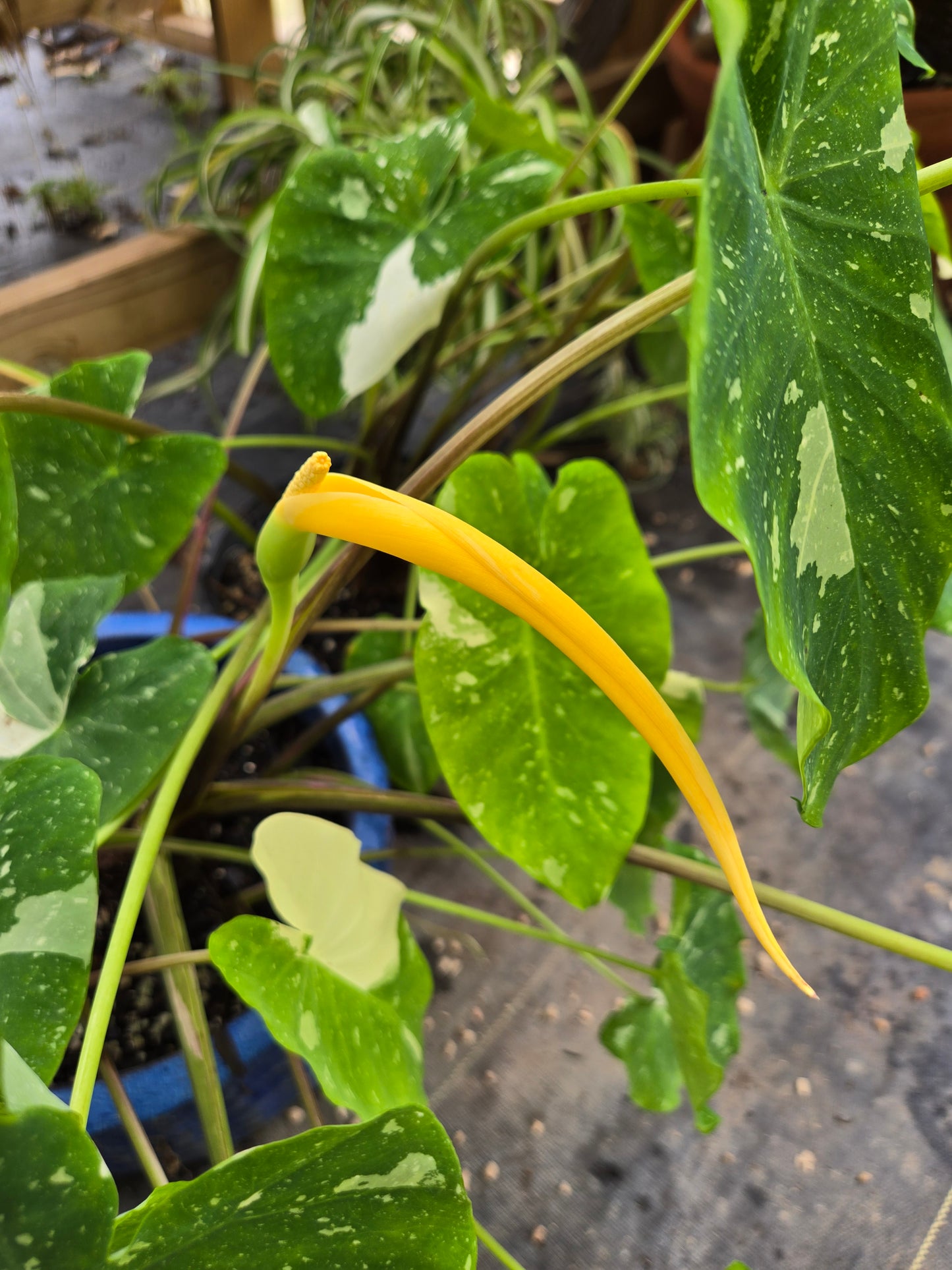 Colocasia esculenta 'Elepaio' --Variegated Elephant Ear--