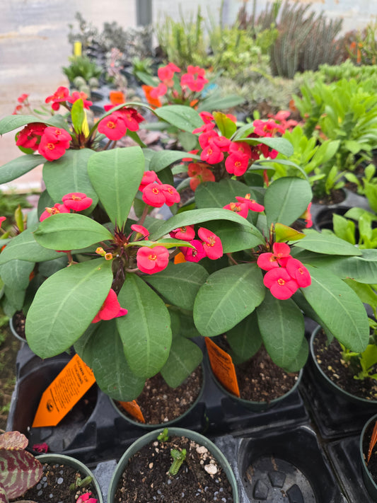 Euphorbia milii --Crown of Thorns--