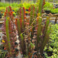 Euphorbia trigona 'Rubra' --Royal Red African Milk Tree--