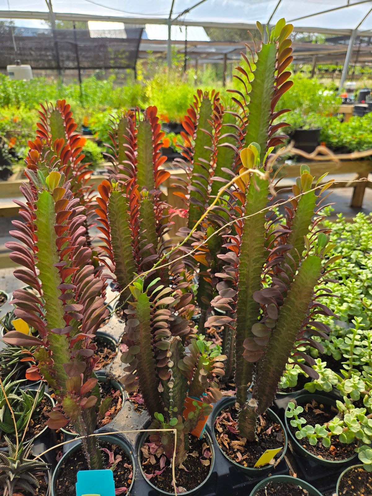 Euphorbia trigona 'Rubra' --Royal Red African Milk Tree--