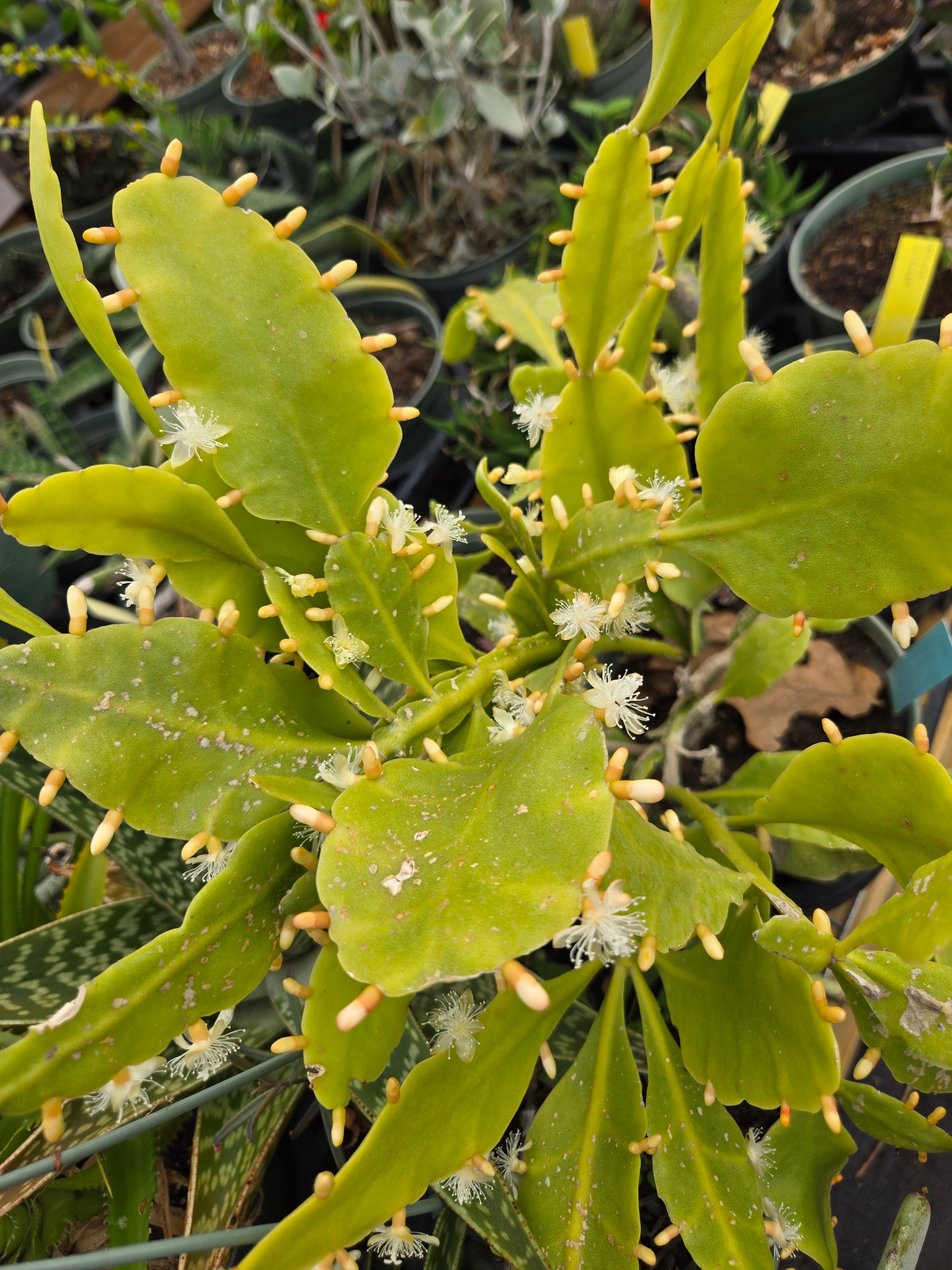 Rhipsalis pachyptera - Order Plants Online Austin – Lone Star Nursery