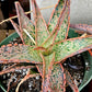 Aloe 'Pink Blush'