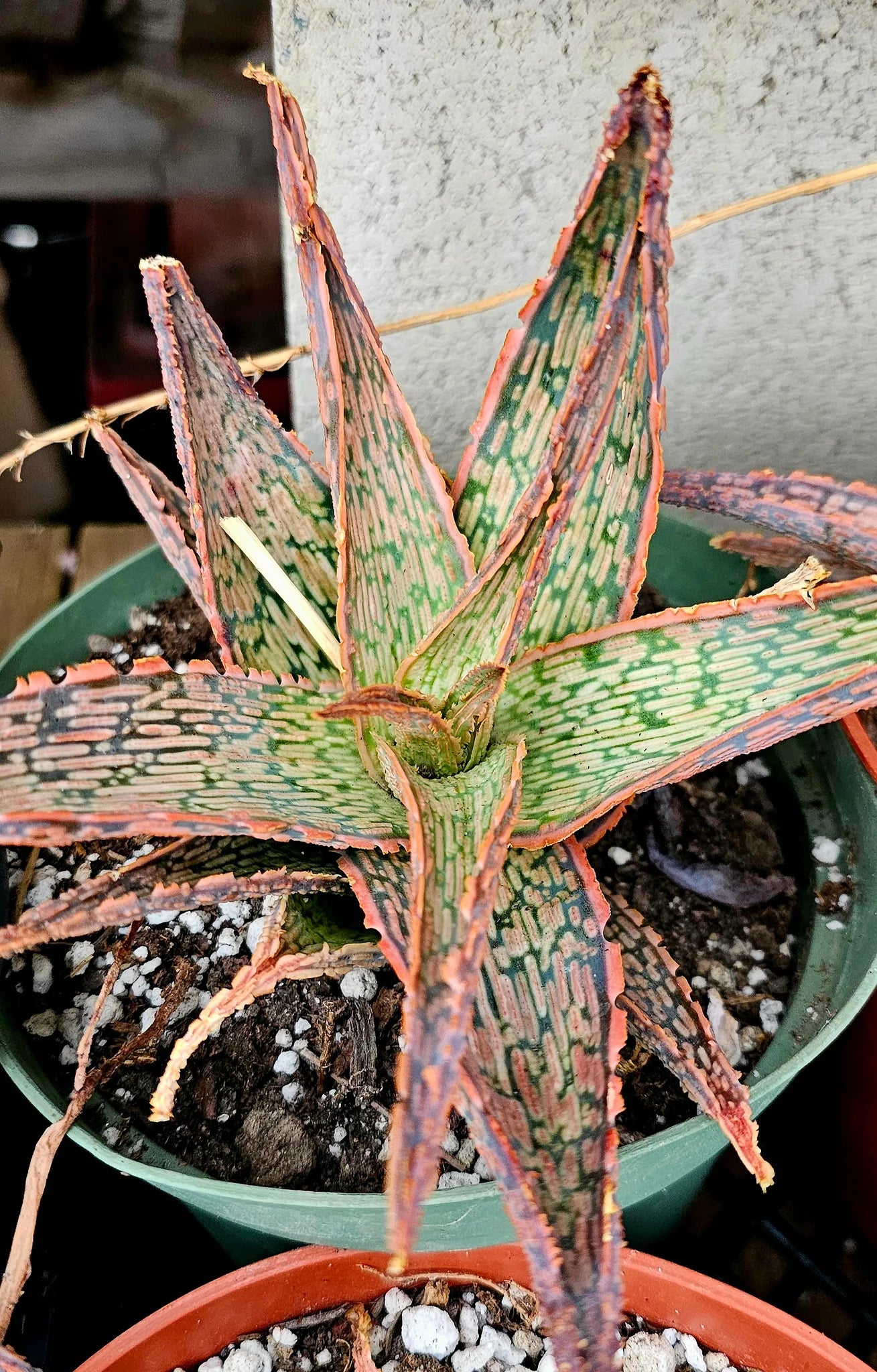 Aloe 'Pink Blush'