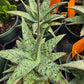 Aloe 'Pink Blush'