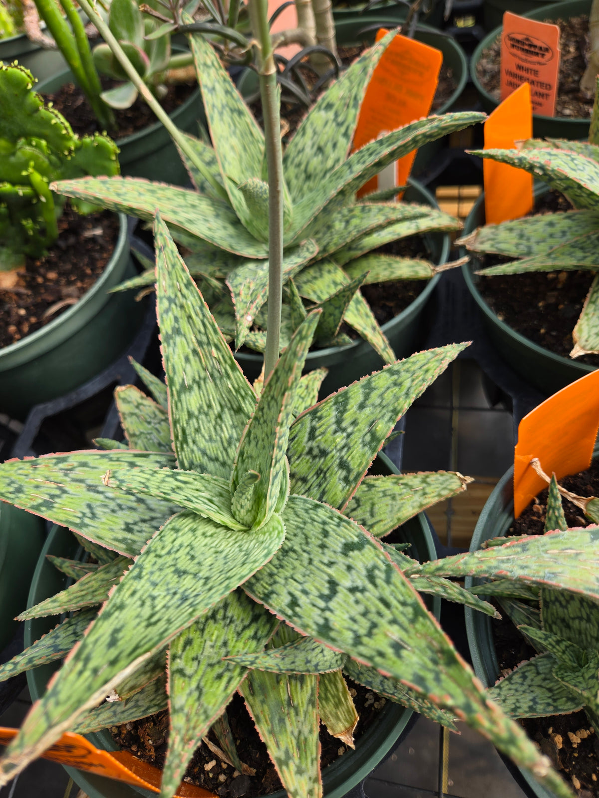 Aloe 'Pink Blush'