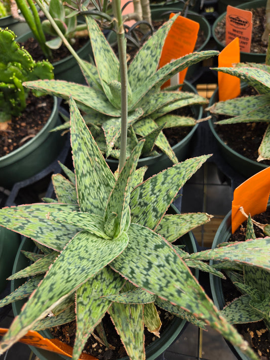 Aloe 'Pink Blush'