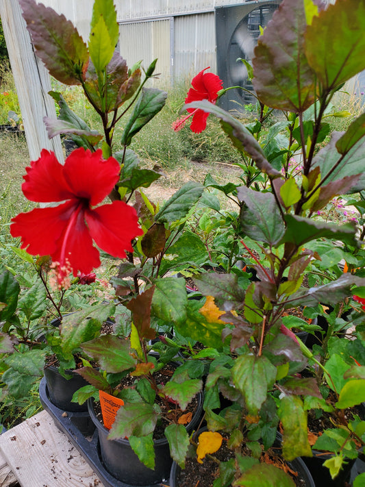Hibiscus rosa-sinensis 'Fire and Ice'