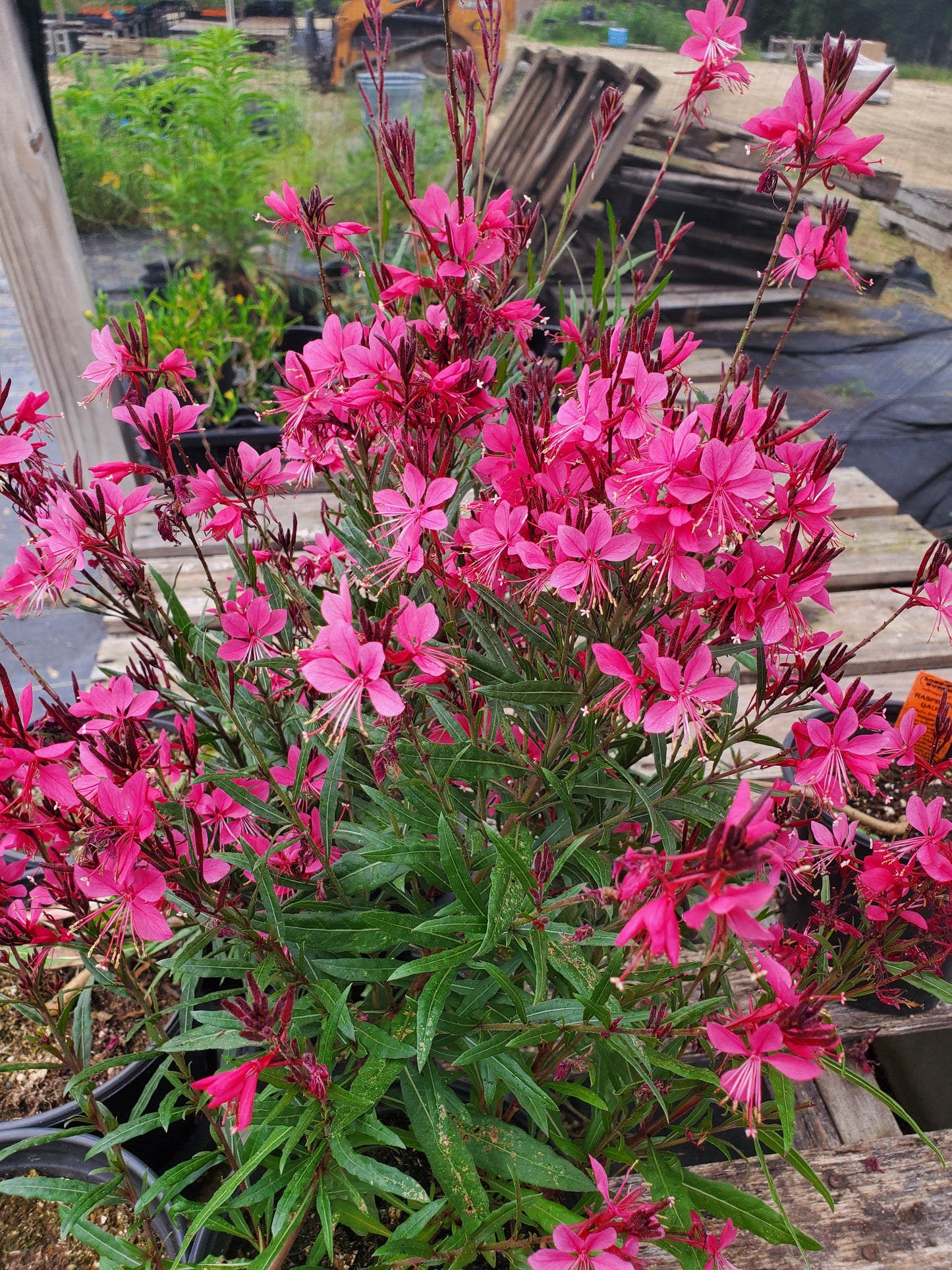 Gaura lindheimeri 'Raspberry'