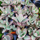 Kalanchoe humilis 'Desert Surprise'