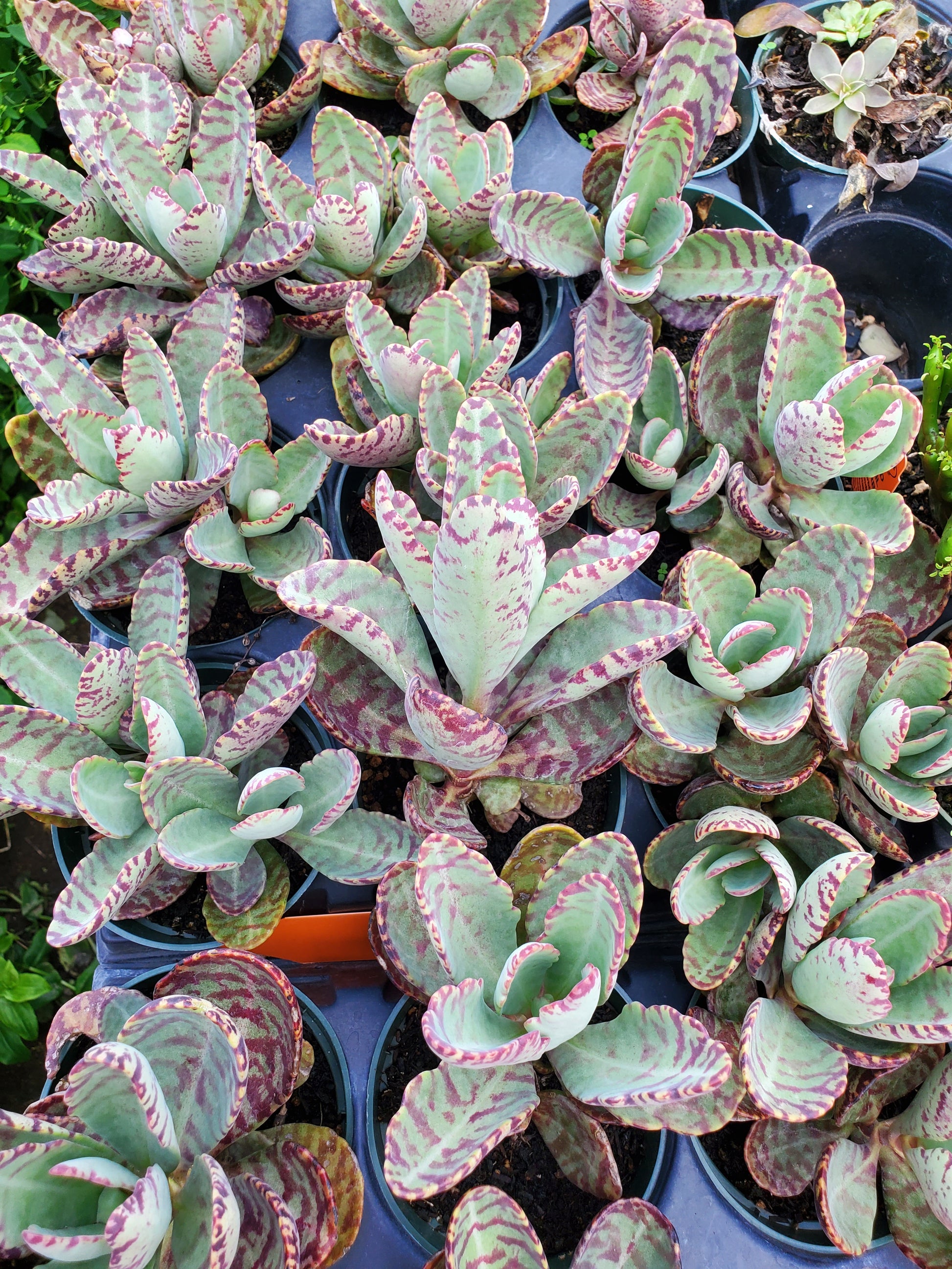 desert surprise succulent care Kalanchoe humilis 'Desert Surprise'