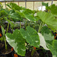 Colocasia esculenta 'Elepaio' --Variegated Elephant Ear--