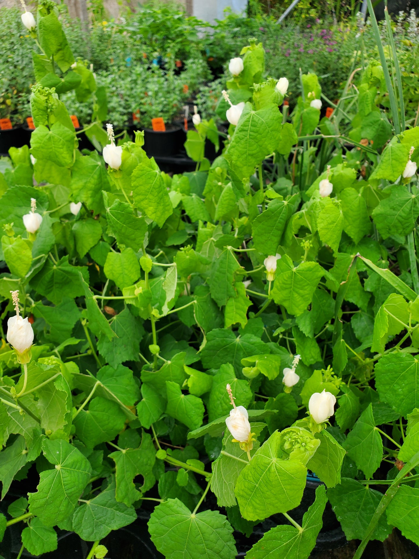 Malvaviscus arboreus var. drummondii --White Turk's Cap--