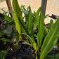 Philodendron crassinervium