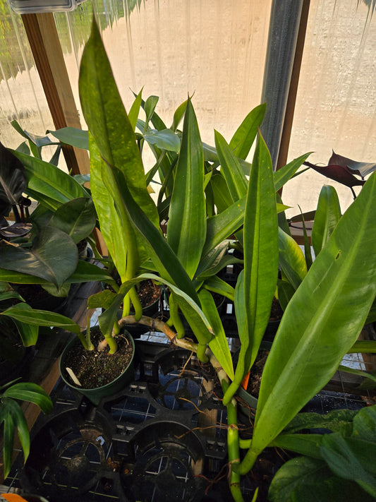 Philodendron crassinervium