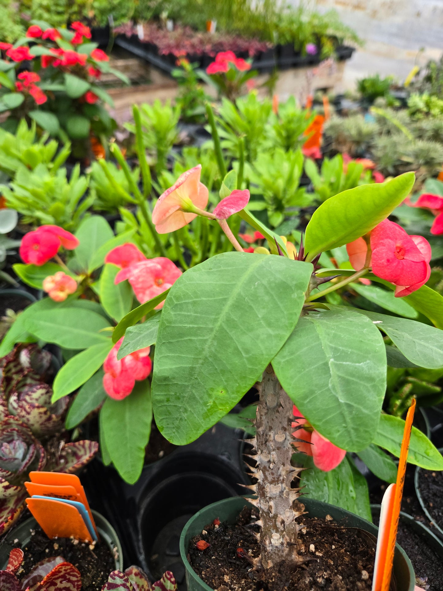 Euphorbia milii hybrid --Speckled Sweetheart Crown of Thorns--