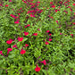 Salvia greggii --Magenta Cherry Autumn Sage--