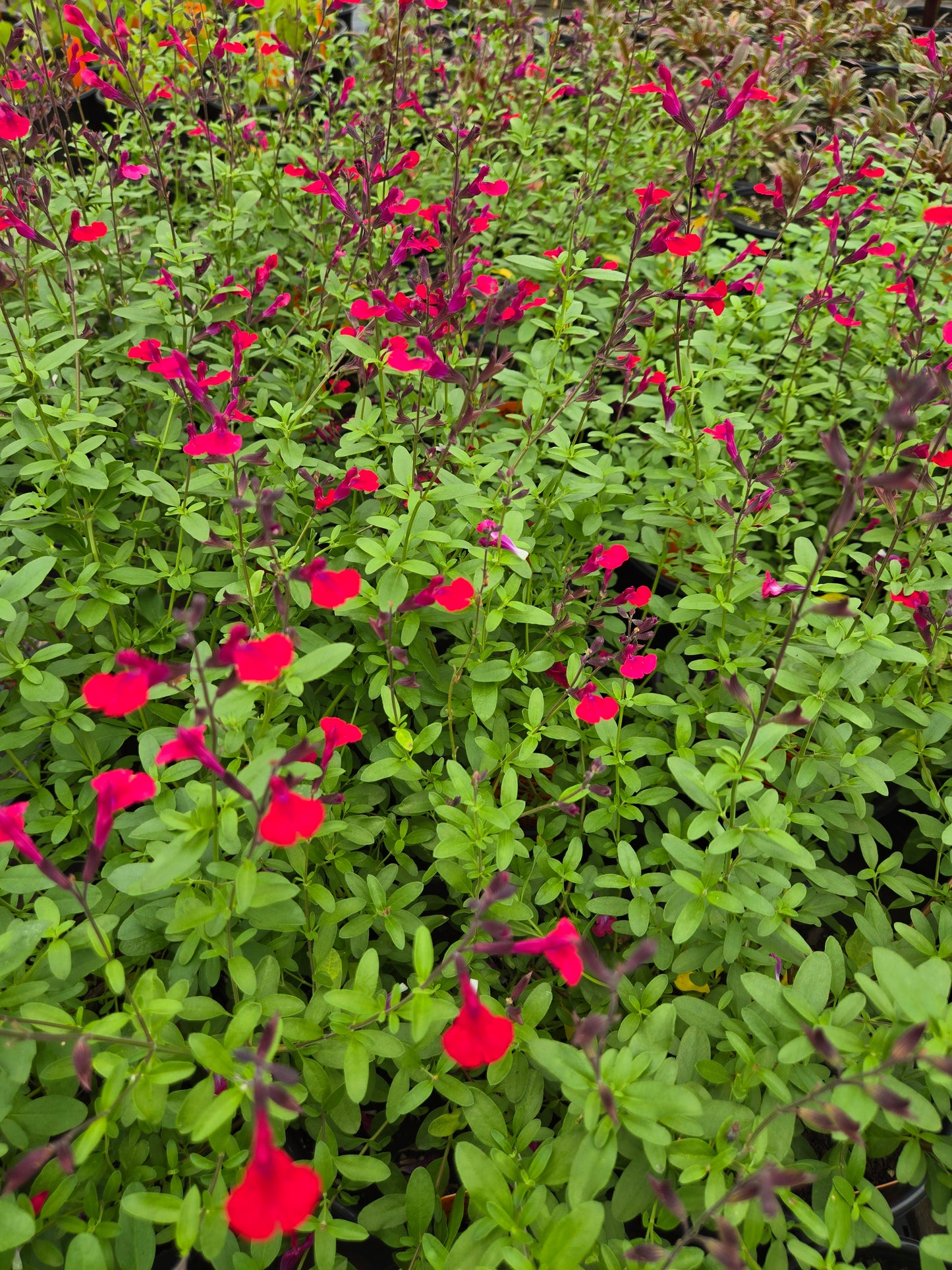 Salvia greggii --Magenta Cherry Autumn Sage--