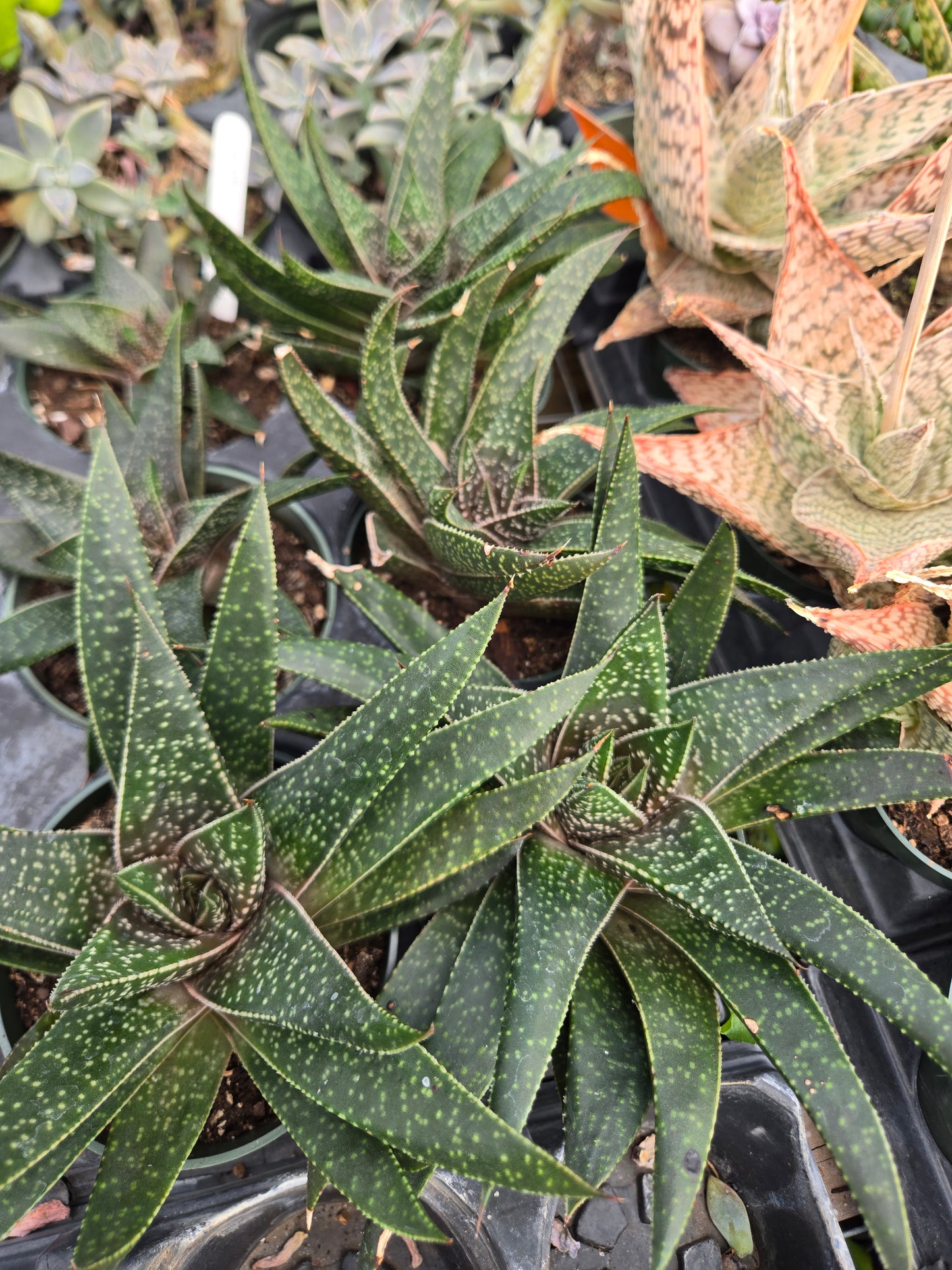 Gasteraloe 'Limpopo'