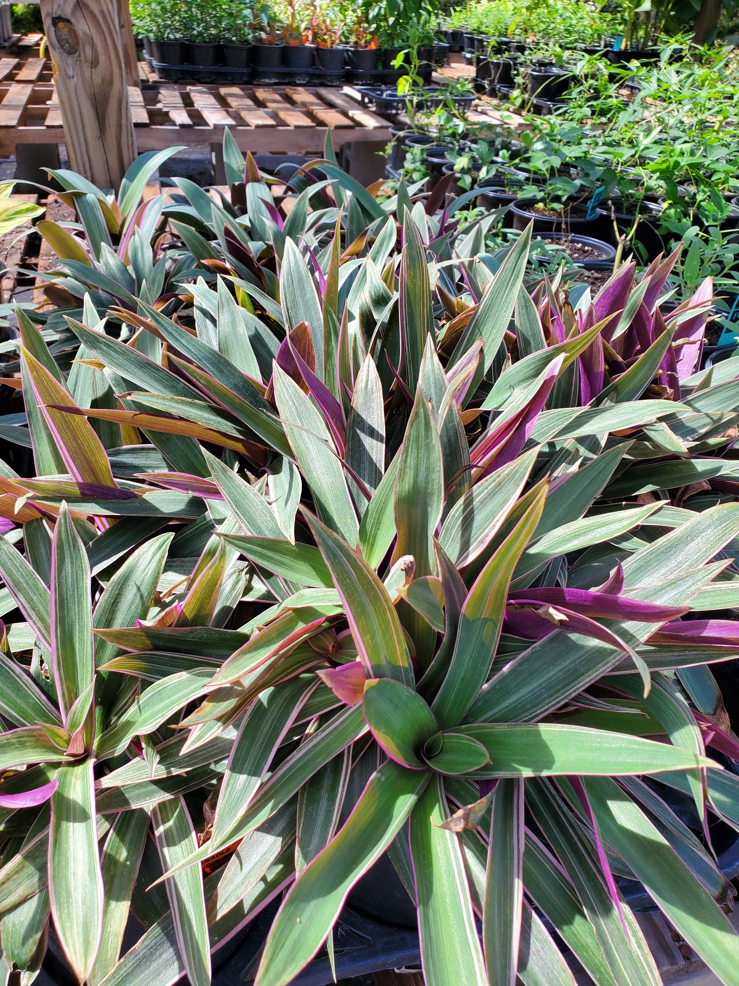 Rhoeo Spathacea --Tricolor Moses-in-the-Cradle--