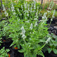 Salvia farinacea --Mealycup Augusta Duelberg Sage--