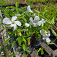 Mandevilla 'Sunmandeho' --Giant White Mandevilla--