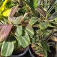 Cordyline fruticosa --Mocha Latte Ti Plant--