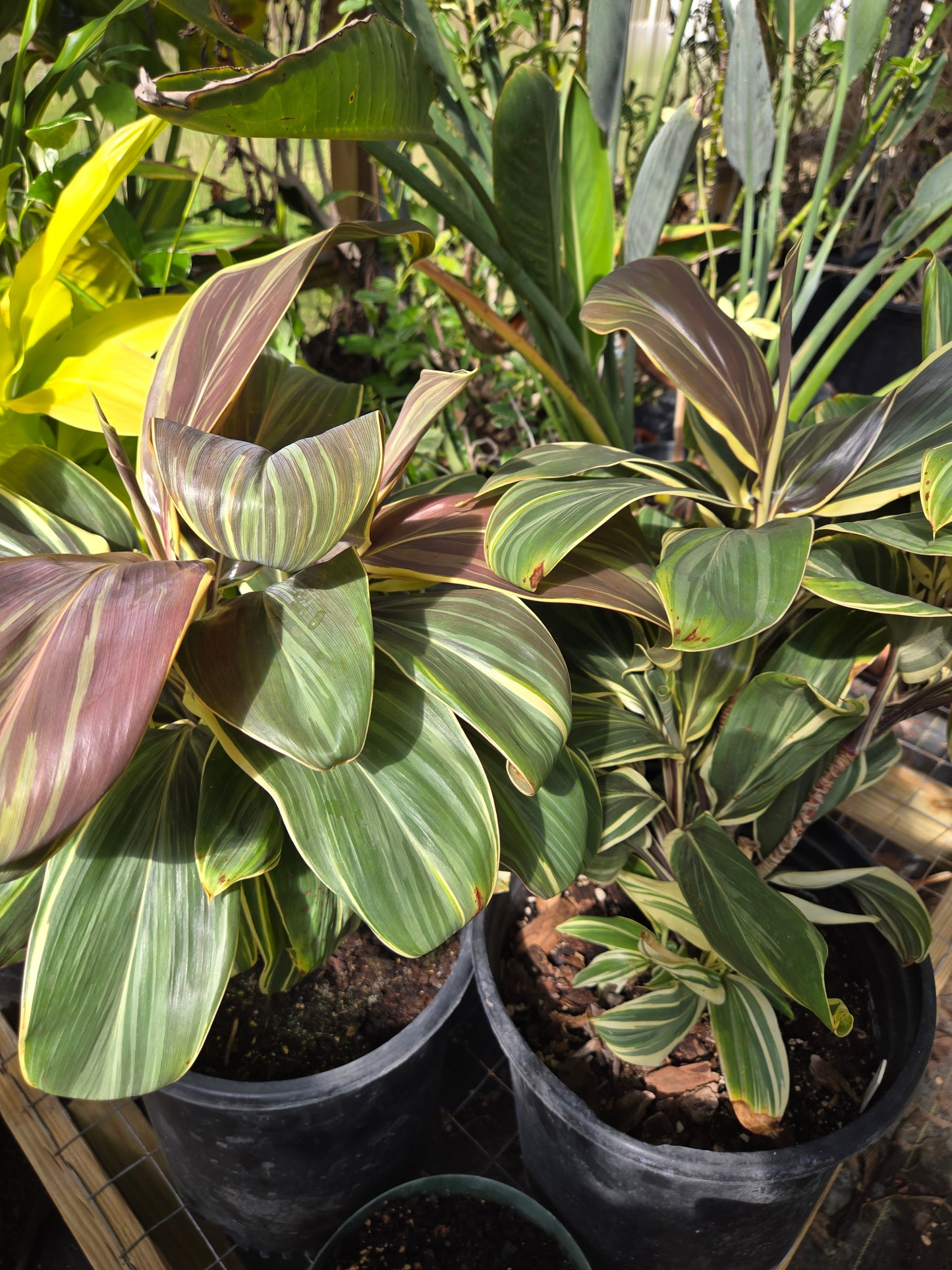 Cordyline fruticosa --Mocha Latte Ti Plant--