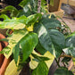 Epipremnum pinnatum --Albo Pothos--