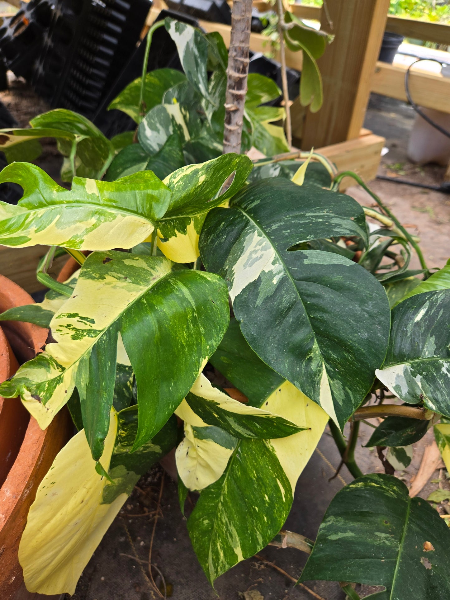 pothos sale Epipremnum pinnatum --Albo Pothos--