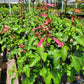 Salvia hybrida --Coral-Pink Sage--