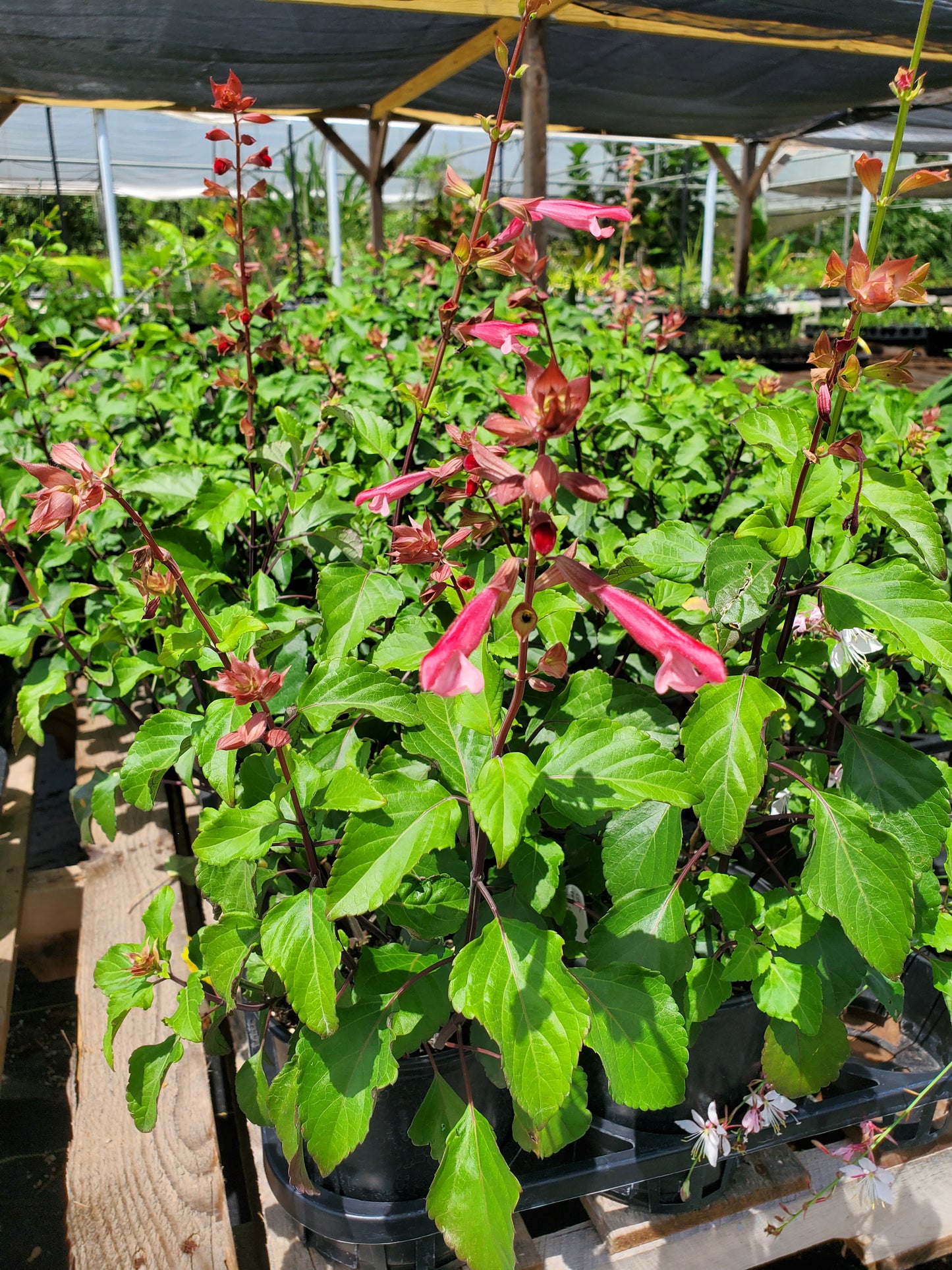 Salvia hybrida --Coral-Pink Sage--