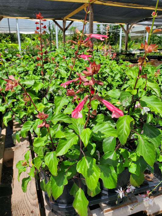 Salvia hybrida --Coral-Pink Sage--