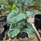 Xanthosoma albo variegata --Mickey Mouse Alocasia--