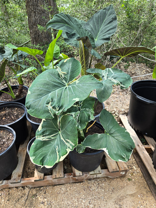 Xanthosoma albo variegata --Mickey Mouse Alocasia--