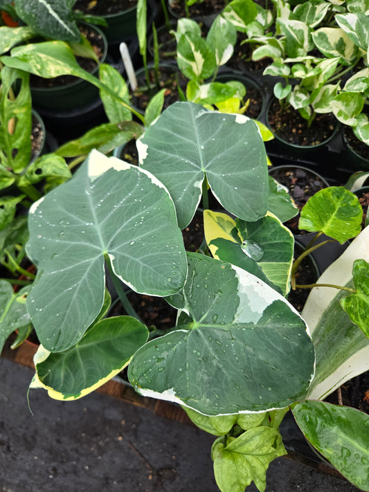 Xanthosoma albo variegata --Mickey Mouse alocasia--