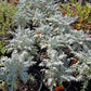 Centaurea gymnocarpa --Velvet Centaurea--