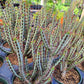 Euphorbia aeruginosa 'Minor' --Miniature Saguaro--