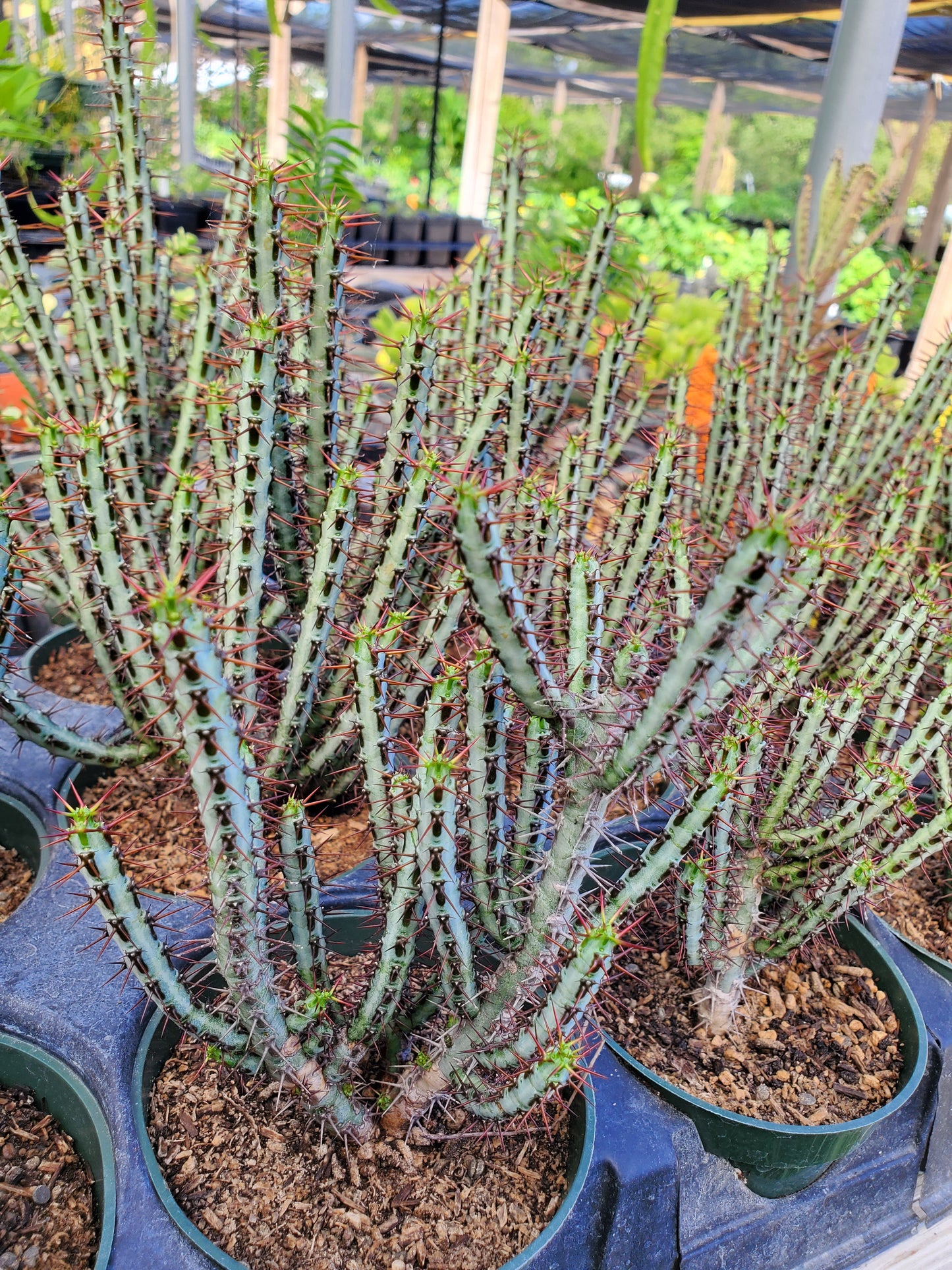 Euphorbia aeruginosa 'Minor' --Miniature Saguaro--