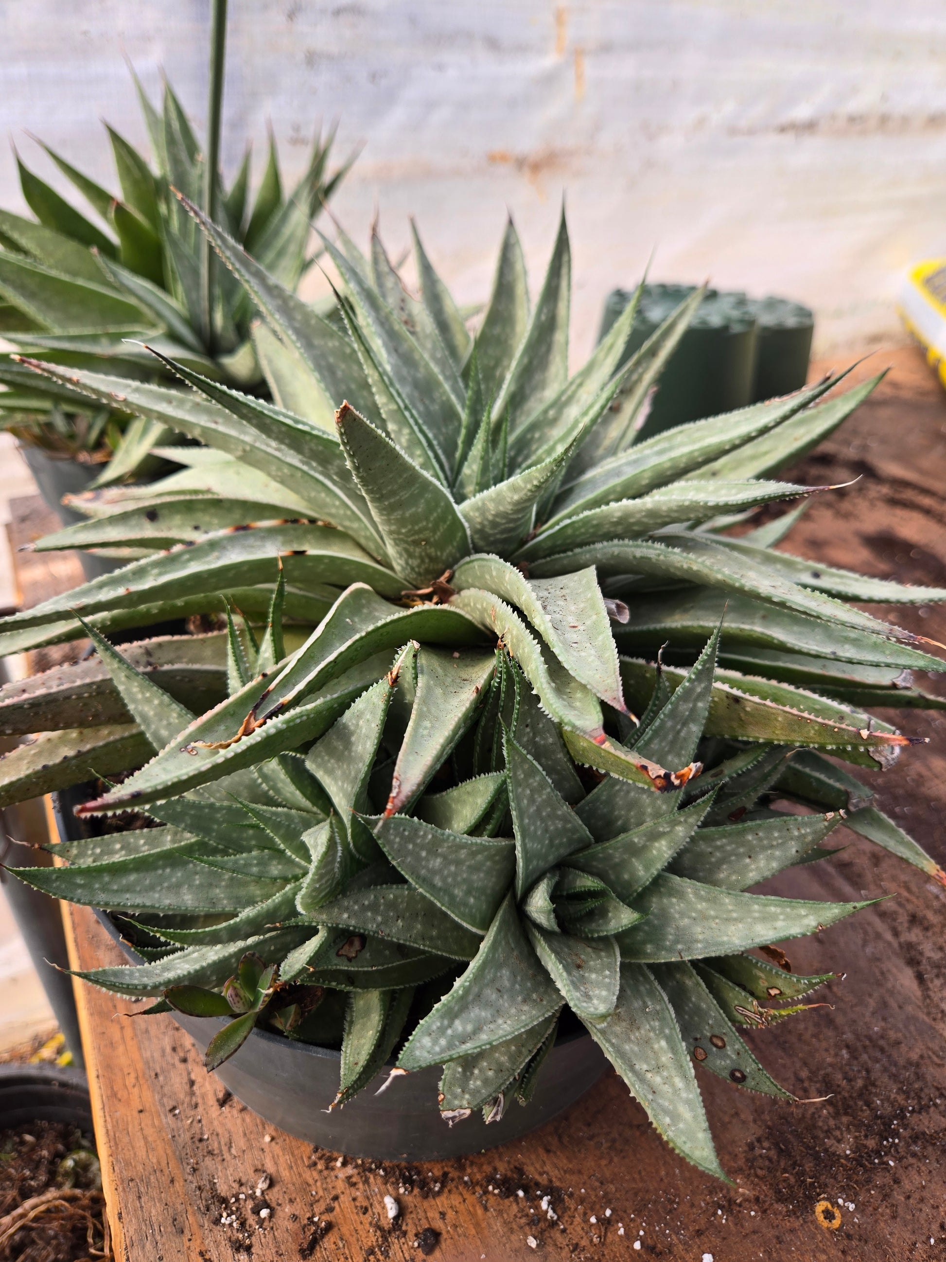 gasteraloe succulents Gasteraloe 'Silver Swirls'