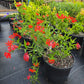 Bouvardia ternifolia --Firecracker Bush--