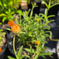 Gomphrena haageana --Rio Grande Amaranth--