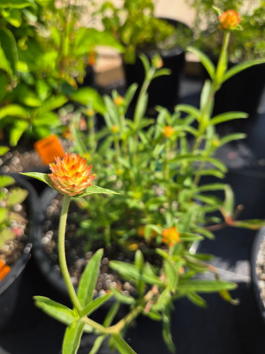 Gomphrena haageana --Rio Grande Amaranth--