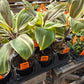 Cordyline fruticosa --Mocha Latte Ti Plant--
