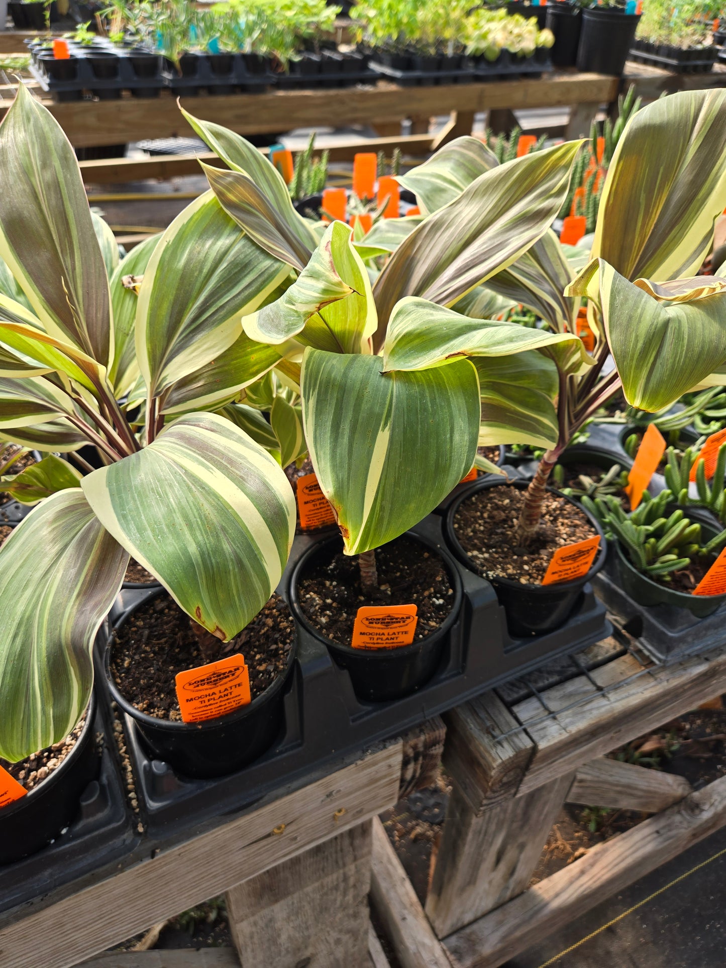 Cordyline fruticosa --Mocha Latte Ti Plant--