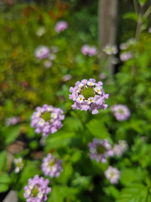Lantana achyranthifolia --Brushland Shrubverbena--