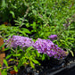 Buddleja davidii --Lavender Butterfly Bush--