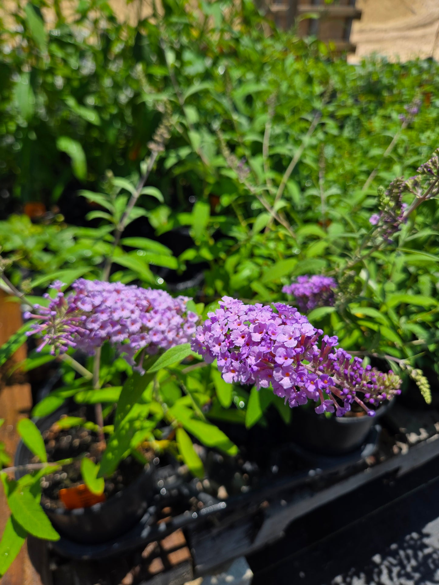 Buddleja davidii --Lavender Butterfly Bush--