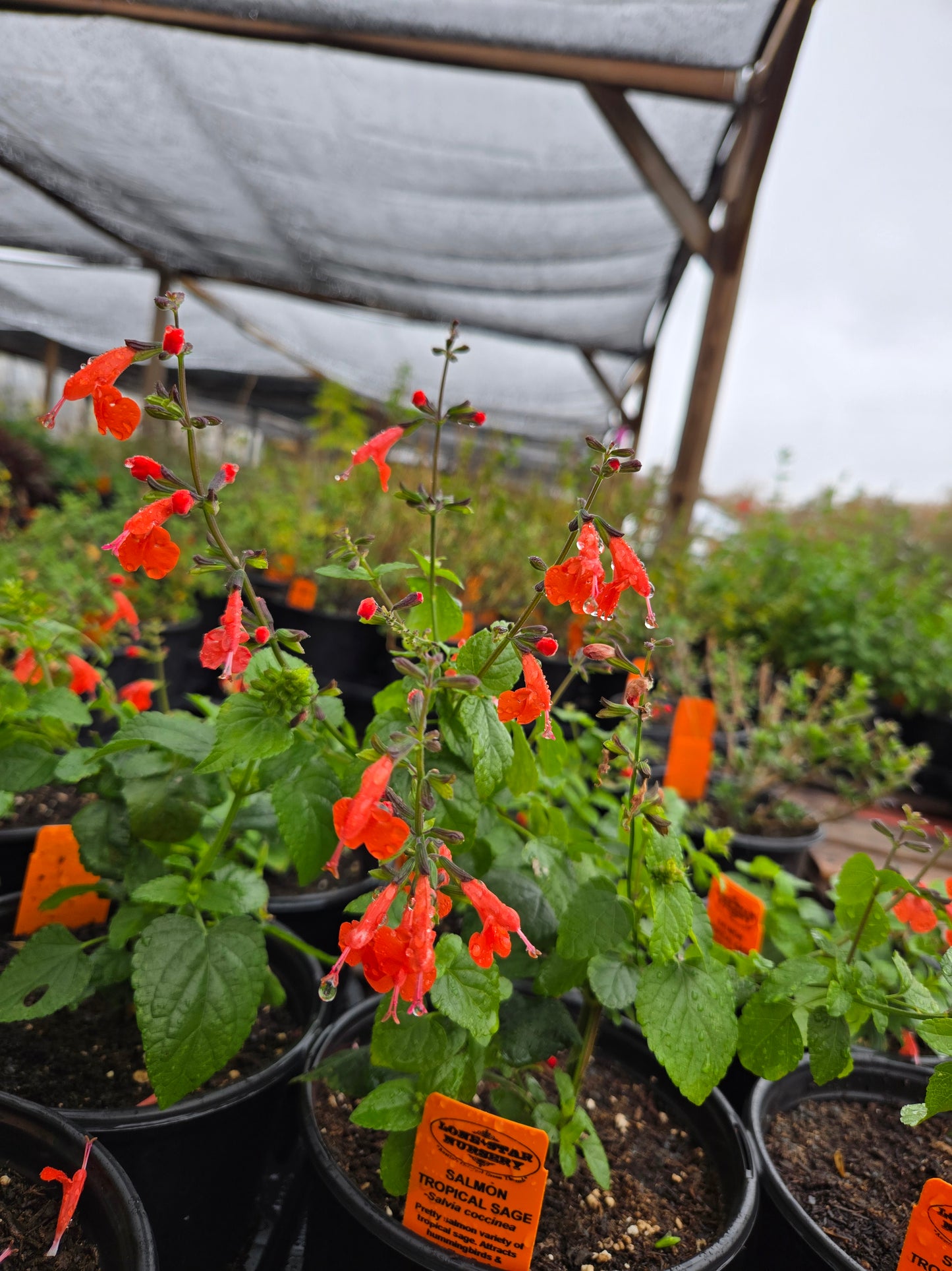 Salvia coccinea --Salmon Tropical Sage--